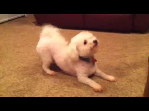 Bichon Frise playing, Max - YouTube