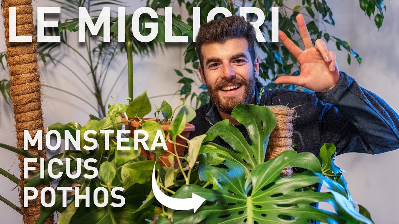 Le 3 più FACILI e SODDISFACENTI da coltivare in casa 