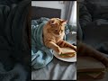 Bed rotting