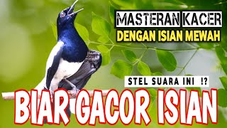 🔴GILA ⁉️ - MASTERAN KACER GACOR ISIAN MEWAH !! - Suara Burung Kacer yang cocok untuk Latihan‼️