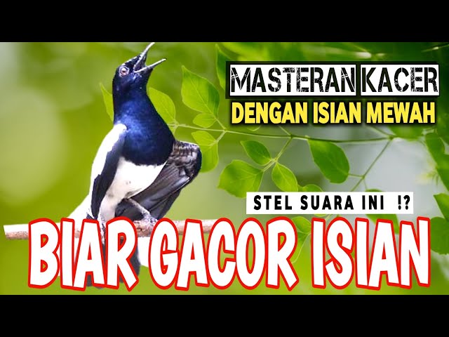 🔴GILA ⁉️ - MASTERAN KACER GACOR ISIAN MEWAH !! - Suara Burung Kacer yang cocok untuk Latihan‼️ class=