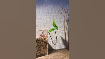 Paludarium mini siêu cute 😊Setup nguyenhaibmt.