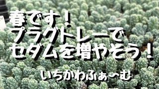 セダムをプラグトレーで増やそう！