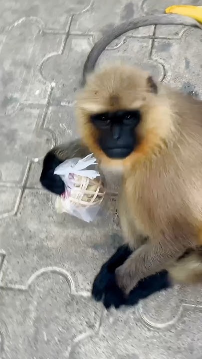 Monkeys Attack Humans This Is Wrong shorts monkey love top-5-reasons-monkeys-attack-humans-shorts-monkeys-youtube