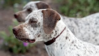 Bourbonnais Pointing Dog