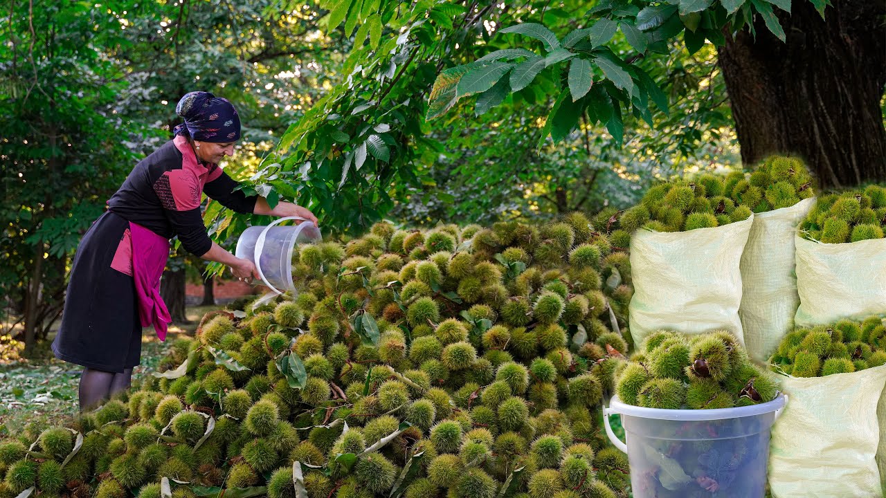 Сбор каштанов и приготовление супа из каштанов в деревне - жизнь в деревне Азербайджана
