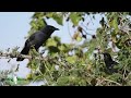 Slate-colored Boubou duetting display - Uganda birding tours!