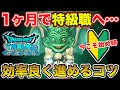 【ドラクエウォーク】1ヶ月で特級職へ!! 最高のスタートが出来るレベリングのコツまとめ【DQW】