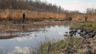 Майский карась на ручье.