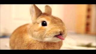 Download Lagu Purring Rabbit - Sound Effect βImproved With Audacity β MP3 Download Lagu Purring Rabbit - Sound Effect βImproved With Audacity β MP3