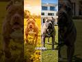 Pit Bull vs Cane Corso 🐶🔥Speed or Strength… which one wins? #shorts #PitBull #CaneCorso #Dogs