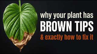 Every Brown Tip Explained (Why Your Plant Has Brown Crispy Edges)