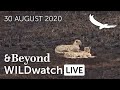 WILDwatch Live | 30 August, 2020 | Morning Safari |