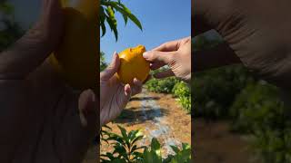 Manfaat Dan Khasiat Buah Alkesa