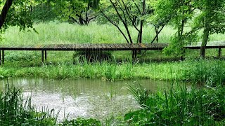 Rain Sound Falling on a Forest Garden Pond  Listen to it When You Sleep. White Noise for Your Sleep