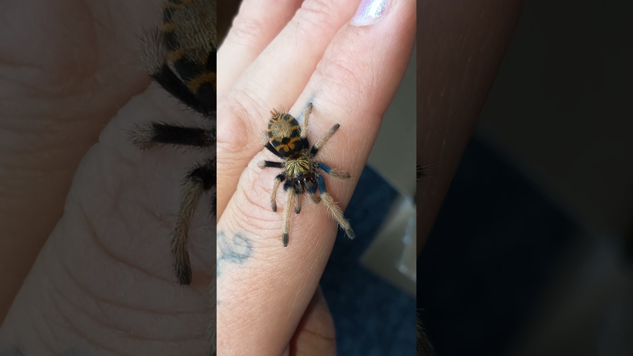 TINY & CUTE BABY TARANTULA SLING 🕷🇨🇭 