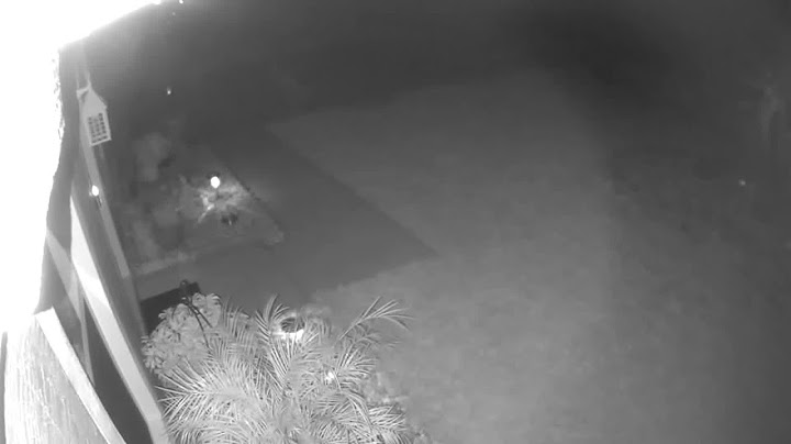 Florida woman spots 'baby dinosaur' running through yard