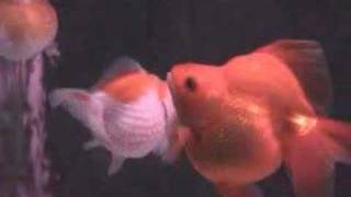 金魚缸