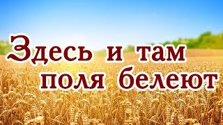 Здесь и там поля белеют, глаз не видит им конца