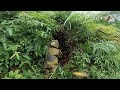 Săn Ong Bắt Gặp Tổ Ong Vàng Đầu Vụ | Săn Bắt và Trải Nghiệm