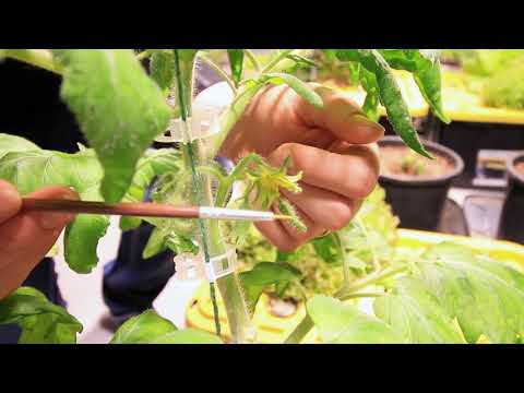 Video: How To Pollinate Tomatoes In A Greenhouse