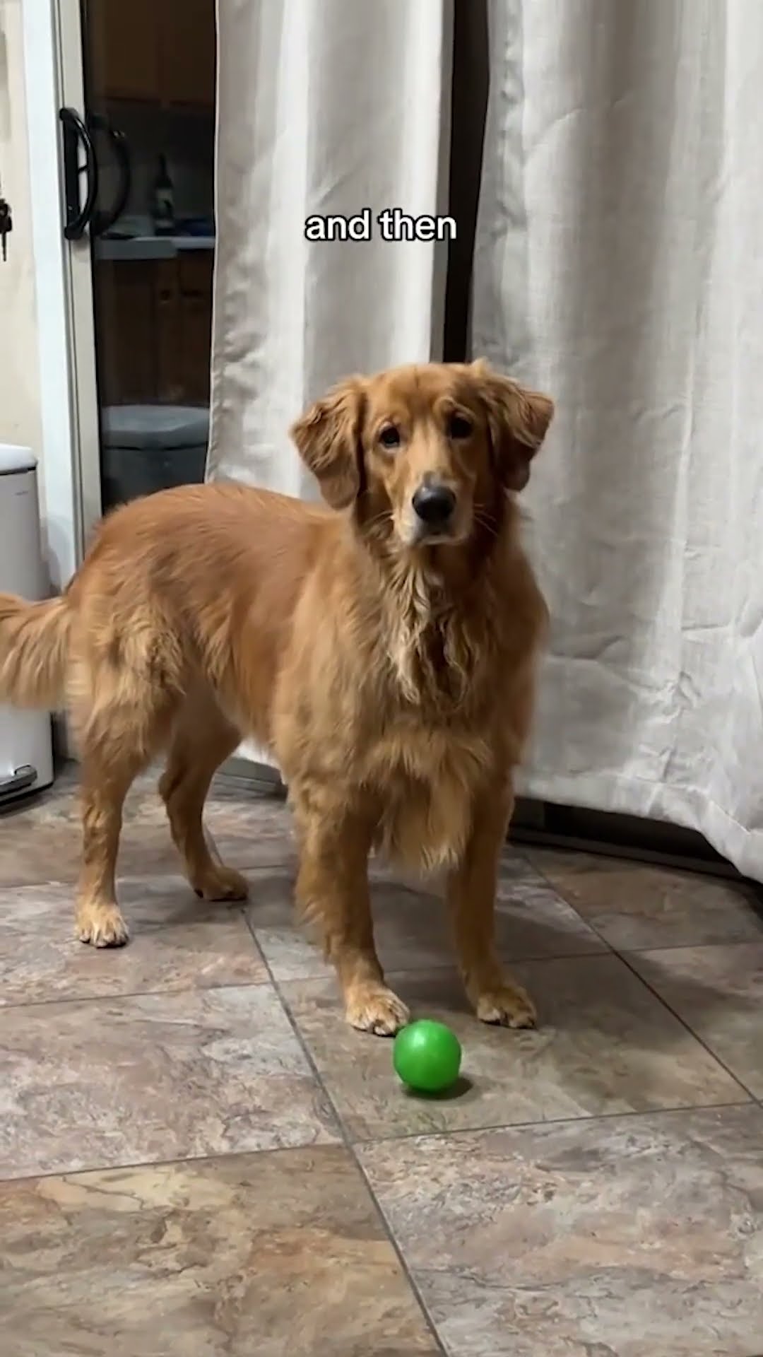Put This Dog on a List