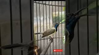 Sogok ontong gacor ngerap #birds #sogon #sogokotong #sogongacor #burungmasteran #tweet #burunggacor