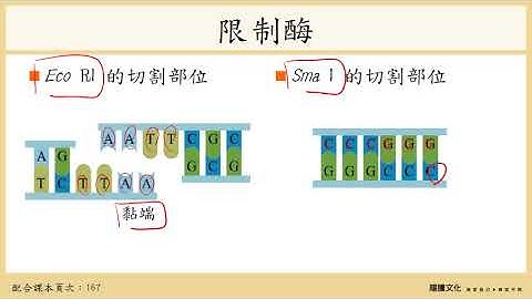 108选生一4-5生物科技_1制作重组DNA - 天天要闻