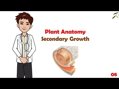 Botany - 08 - Secondary growth of Stem & Root | شرح مادة البوتاني