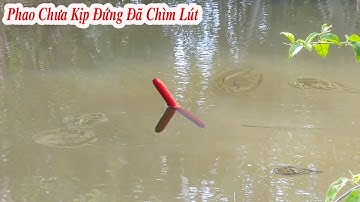 Câu Cá Rô Đồng , Cái Mương Này Cá Nhiều Kinh Khủng Thả Mồi Xuống Là Lôi Phao Chạy Liền