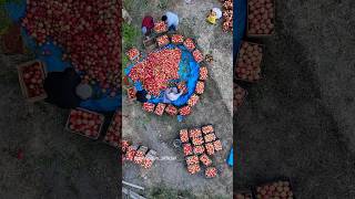 Kırmızıya Bürünmüş Nar Bahçeleriyle Siirtin Pervari Ilçesine Bağlı Narsuyu Köyü