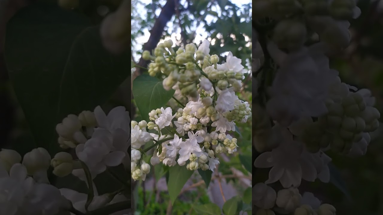 Tree flowers spring naturre