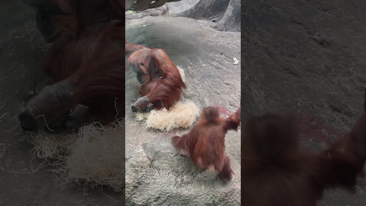 Орангутан 🦧 играет с черным контейнером 