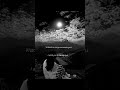 I'd rather die 💫🕊️✨ #music #lyrics #aesthetic #song