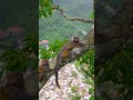 Monkey Resting On Top Of Tree In Jungle بندر جنگل میں درخت کے اوپر آرام کر رہا ہے Forest Natur Monkey Resting On Top Of Tree In Jungle بندر جنگل میں درخت کے اوپر آرام کر رہا ہے Forest Natur
