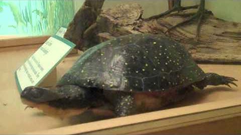 Faculty conversations: Danita Brandt