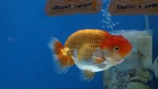 Goldfish HD