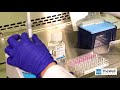 Cell harvesting from vitrogel hydrogel system  method 2  thewell bioscience