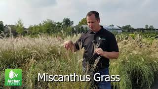 Miscanthus Grass - Archer Services