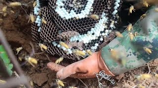 UNDERGROUND HORNET NEST REMOVAL,GIANT MURDER BEES NEST,MASSIVE WASP INFESTATION