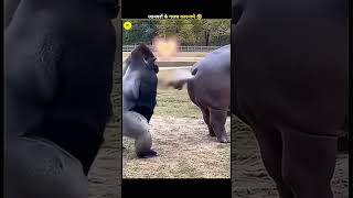 जानवरों के funny कारनामे | animals funny | #shorts