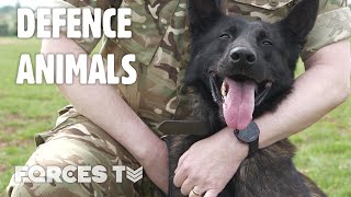 How Is The Defence Animal Training Regiment Working During Lockdown? | Forces TV