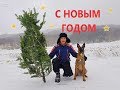 Новый Год на Сахалине. Имбирное печенье. Традиции моей семьи. Невельск 2019