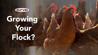 Growing Your Flock: Essential Products to Ensure a Healthy Start