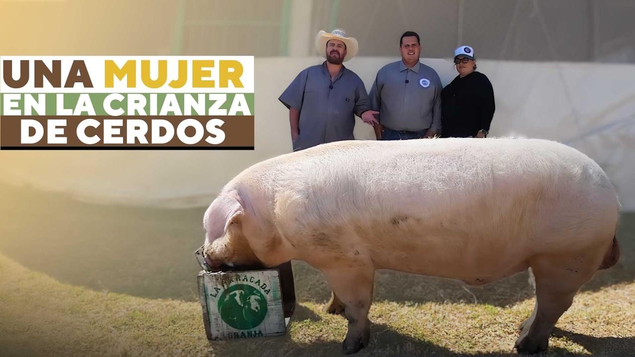 Una mujer y su hijo buscan el cerdo perfecto, 