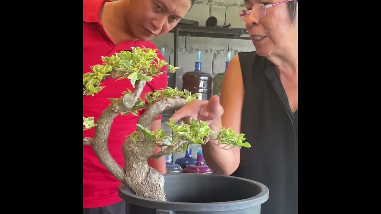 bougainvillea bonsai tips from baby spowart, founder of bougainvillea philippines