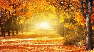 Relaxing Piano Music &amp; Beautiful Autumn Scenery: Sleep, Study, Relax, Meditate