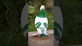 #keşfet#keşfetteyiz#benikeşfet#hayvanbelgeseli