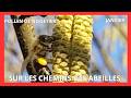 Sur les chemins des abeilles Janvier