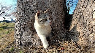 公園で遊ぶ猫達が不思議の国への入り口を発見！？